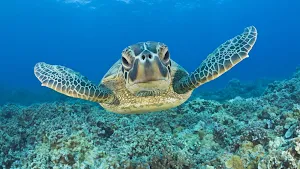 Turtle Wallpaper HD Screenshot 0