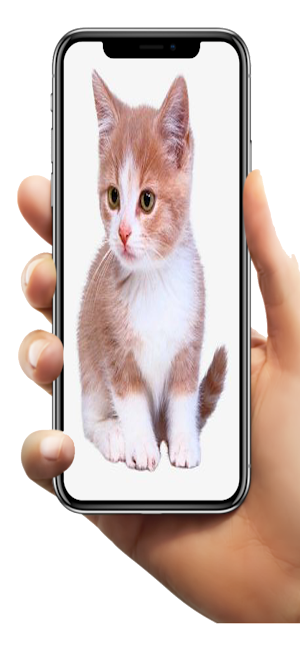 Kitten Wallpaper HD Screenshot 2
