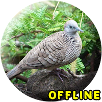 Suara Burung Tekukur MP3