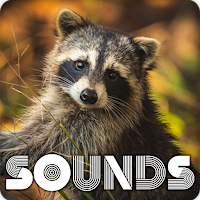 Raccoon Sound Ringtones