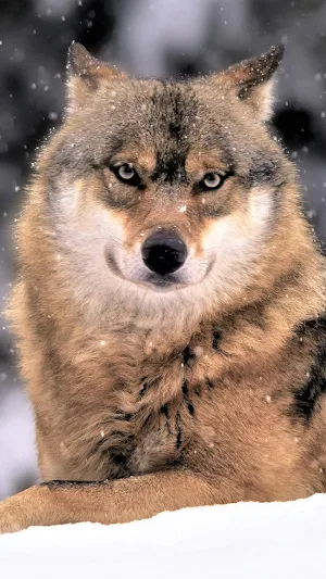 Wolf Wallpaper 4K Screenshot 0