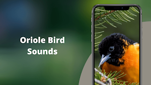 Oriole Bird Sounds Screenshot 0