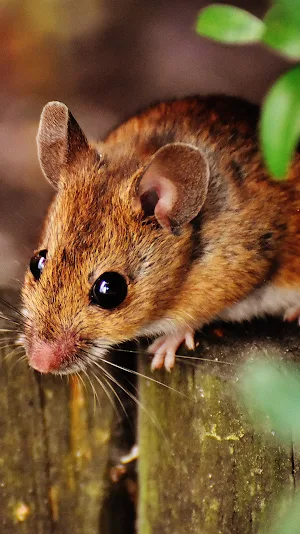 cute mouse wallpaper Screenshot 0