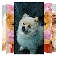 Pomeranian Dogs Wallpaper
