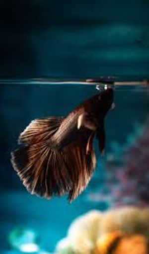Betta Fish Wallpapers Screenshot 0