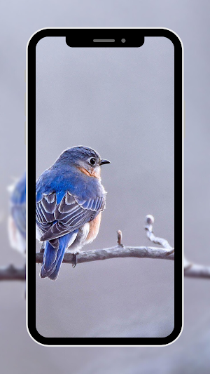 Bird Wallpaper Screenshot 1