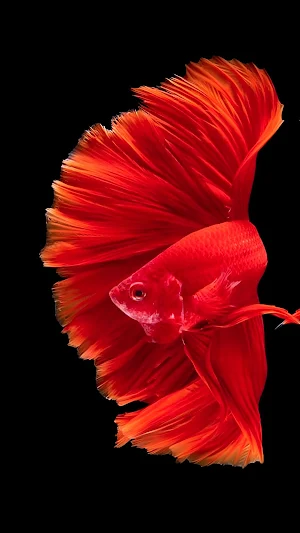 Betta Fish 3D Wallpapers Screenshot 3