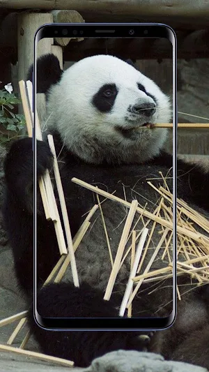 Panda Wallpapers Screenshot 3