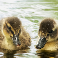 Duck Wallpapers