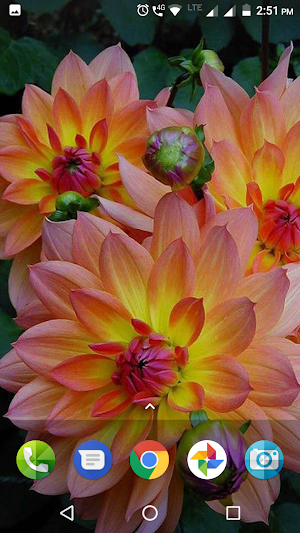 Dahlia Flower Wallpaper Hd Screenshot 1
