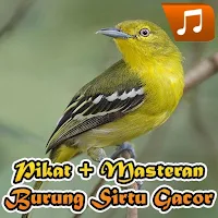 Pikat dan Master Burung Sirtu