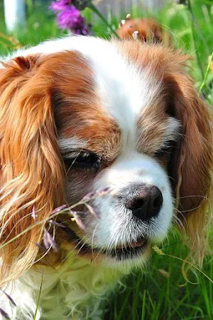 Charles Spaniel Dog Wallpapers Screenshot 2