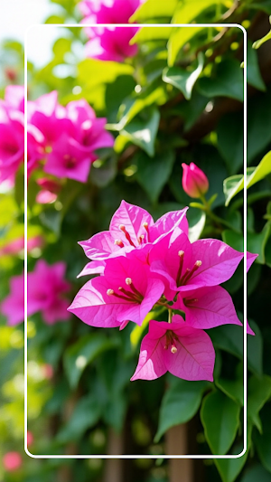 Pink Flower Wallpapers Screenshot 3