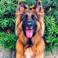German Shepherd Wallpapers