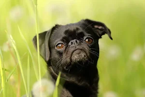 Cute dogs wallpapers Screenshot 3