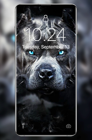 Pitbull wallpapers Screenshot 3