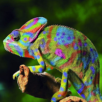 Lizard Wallpapers