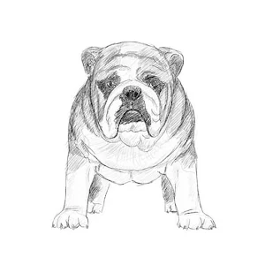 How to draw animals guide Screenshot 2