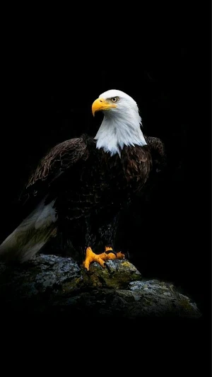 Bird Video Wallpapers Screenshot 0