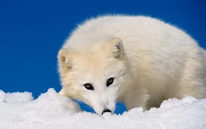 Arctic Fox Wallpaper HD Screenshot 3