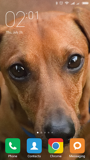 Dachshund Wallpapers Screenshot 1