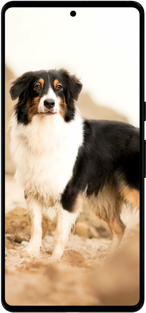 Australian Shepherd Wallpapers Screenshot 2
