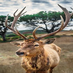 Elk Sounds Screenshot 1
