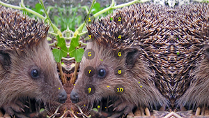 Hedgehog And Hedge Hog Sounds Screenshot 3
