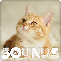 Cat Miaw Sound Ringtones