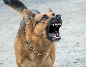 Dog barking soundboard screenshot 2