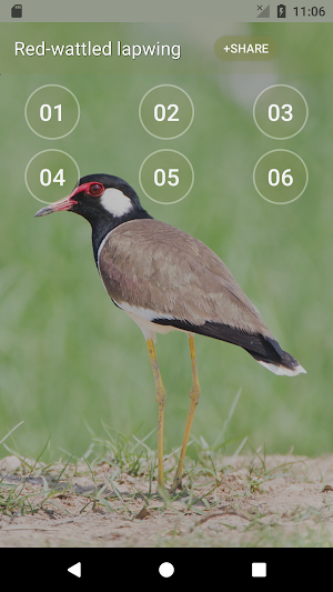 Red-wattled lapwing Bird Sounds Screenshot 0