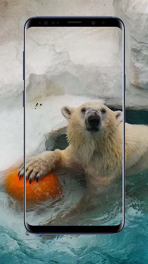 Polar Bear Wallpapers Screenshot 2