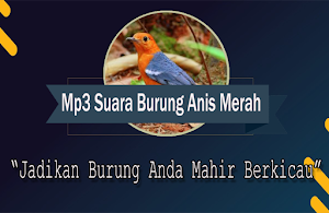 Suara Burung Anis Merah Betina Screenshot 0