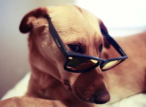 Labrador Retriever wallpaper screenshot 4