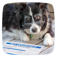 Pet Insurance Tutorial