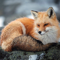 Best Animal Pictures