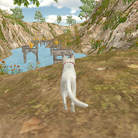 Cat jumping daily life