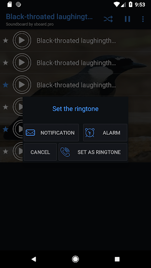 Black-throated laughingthrush sounds ~ Sboard.pro Screenshot 2