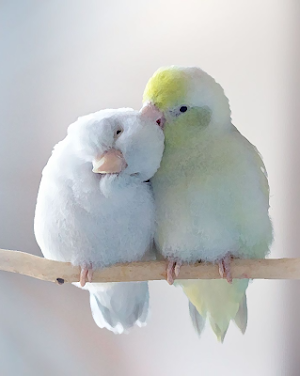 Parrotlet bird sounds ~ Sboard Screenshot 0