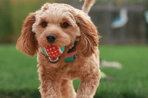 Cavapoo Dog Wallpapers Screenshot 2