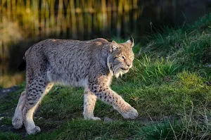 Lynx wallpapers Screenshot 1