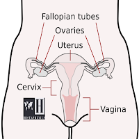 Vagina Anatomy