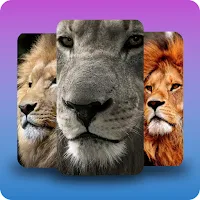 Lion wallpaper background
