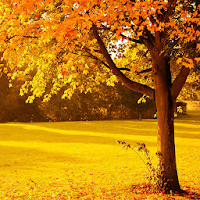 Beautiful Autumn Backgrounds