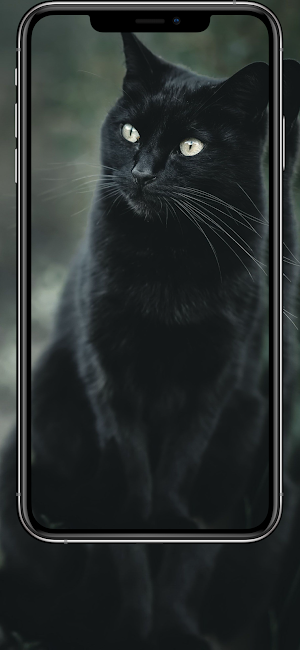 Wallpaper for Cat 4K Screenshot 2
