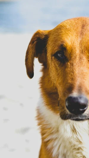 Cute Dogs Wallpaper Screenshot 3