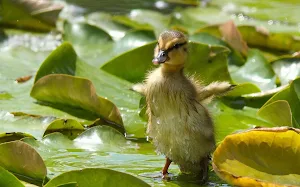 Duckling Wallpapers Screenshot 3