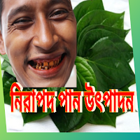 নিরাপদ পান উৎপাদন~Betel Leaf