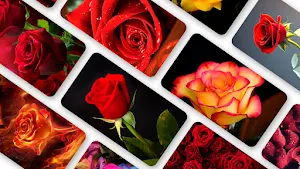 Rose Wallpaper 2024 Screenshot 0