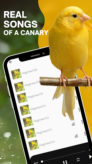 Canary bird singing screenshot 2